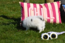 Chihuahua (reu) 00905