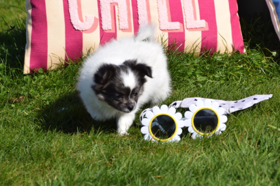 Chihuahua (reu) 00905