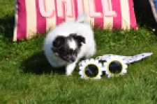 Chihuahua (reu) 00905