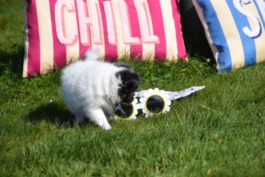 Chihuahua (reu) 00905