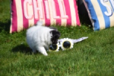 Chihuahua (reu) 00905