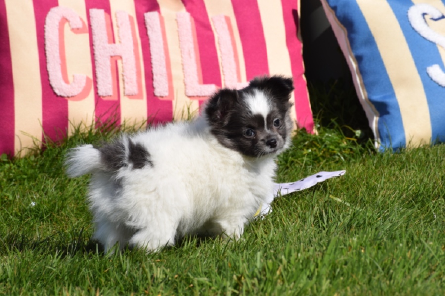 Chihuahua (reu) 00905