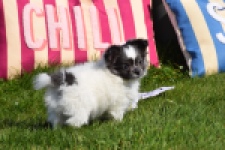 Chihuahua (reu) 00905