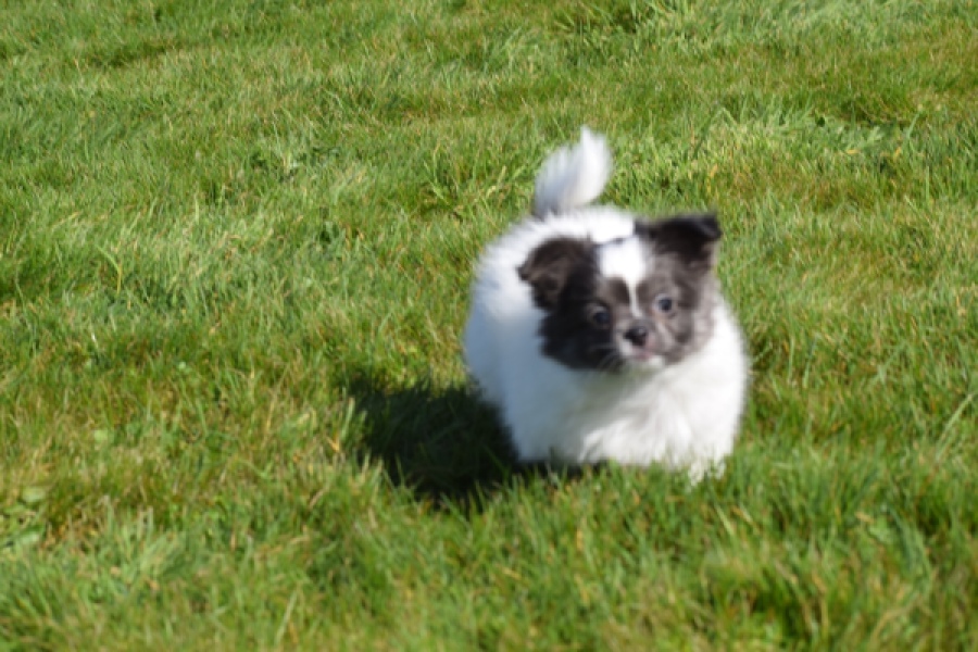 Chihuahua (reu) 00905