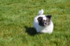 Chihuahua (reu) 00905