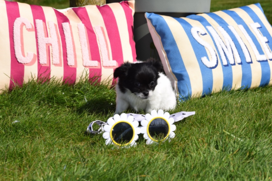 Chihuahua (reu) 00912