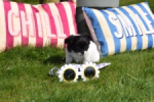 Chihuahua (reu) 00912