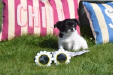 Chihuahua (reu) 00912