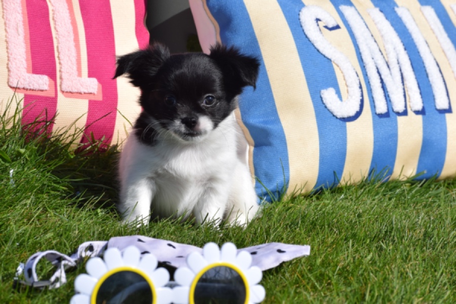 Chihuahua (reu) 00912