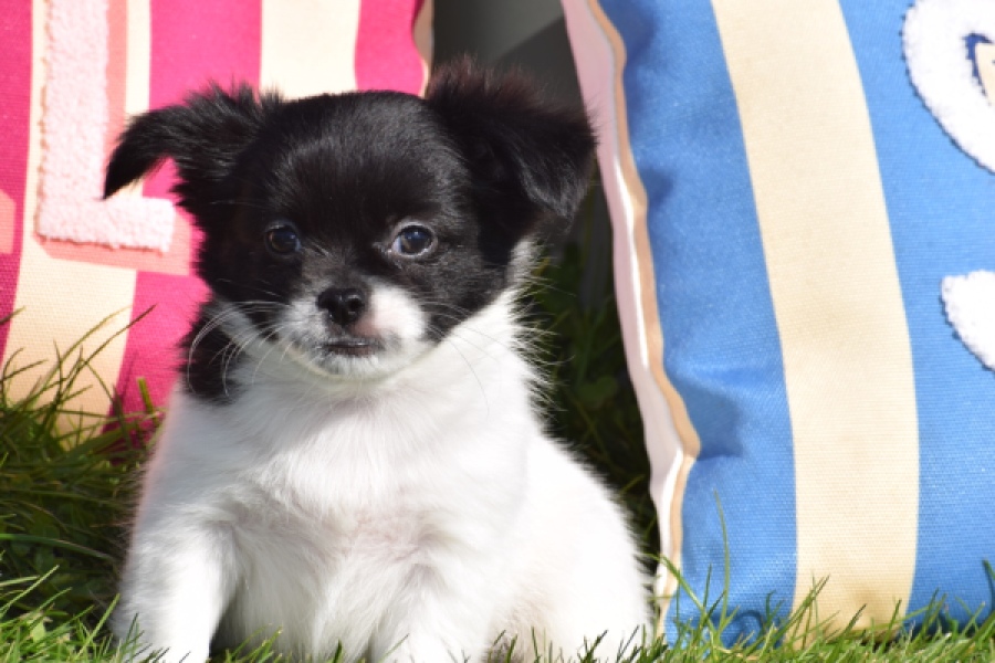 Chihuahua (reu) 00912