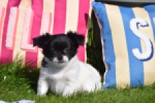 Chihuahua (reu) 00912