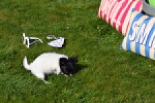 Chihuahua (reu) 00912