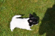 Chihuahua (reu) 00912