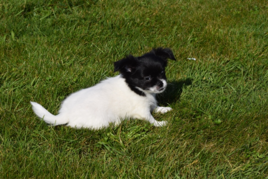 Chihuahua (reu) 00912