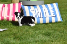 Chihuahua (teef) 00911