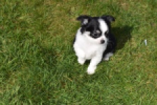 Chihuahua (teef) 00911