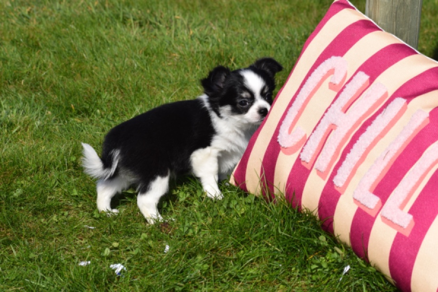 Chihuahua (teef) 00911