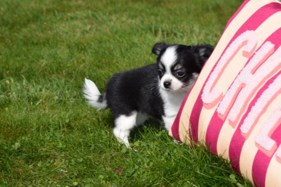 Chihuahua (teef) 00911