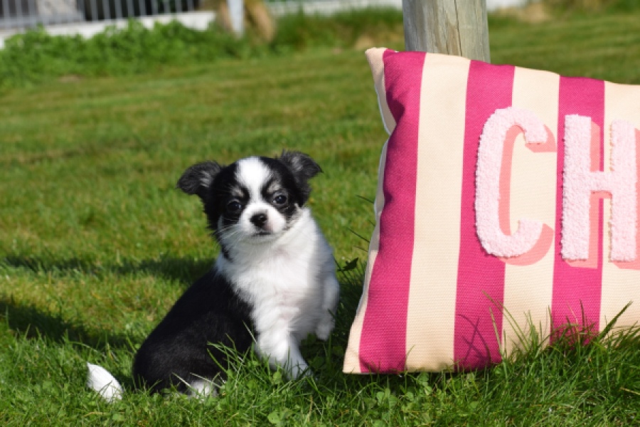 Chihuahua (teef) 00911