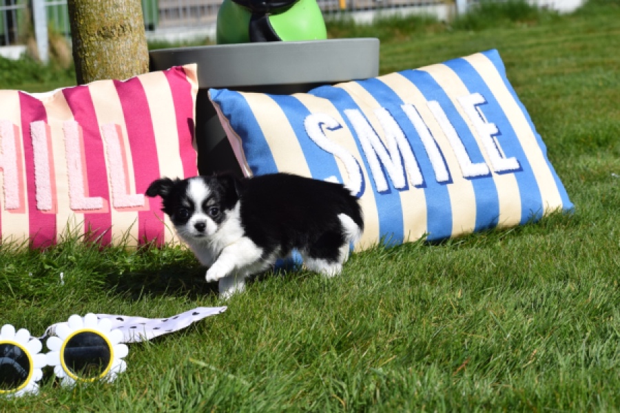 Chihuahua (teef) 00911