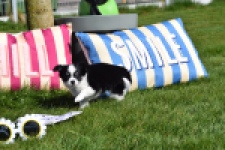 Chihuahua (teef) 00911