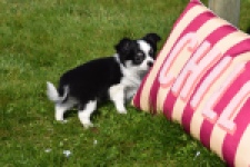 Chihuahua (teef) 00911