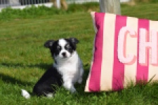 Chihuahua (teef) 00911