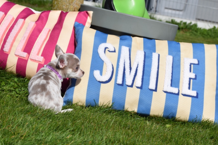 Chihuahua (reu) 68578