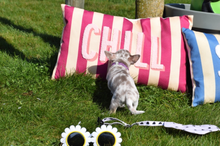 Chihuahua (reu) 68578