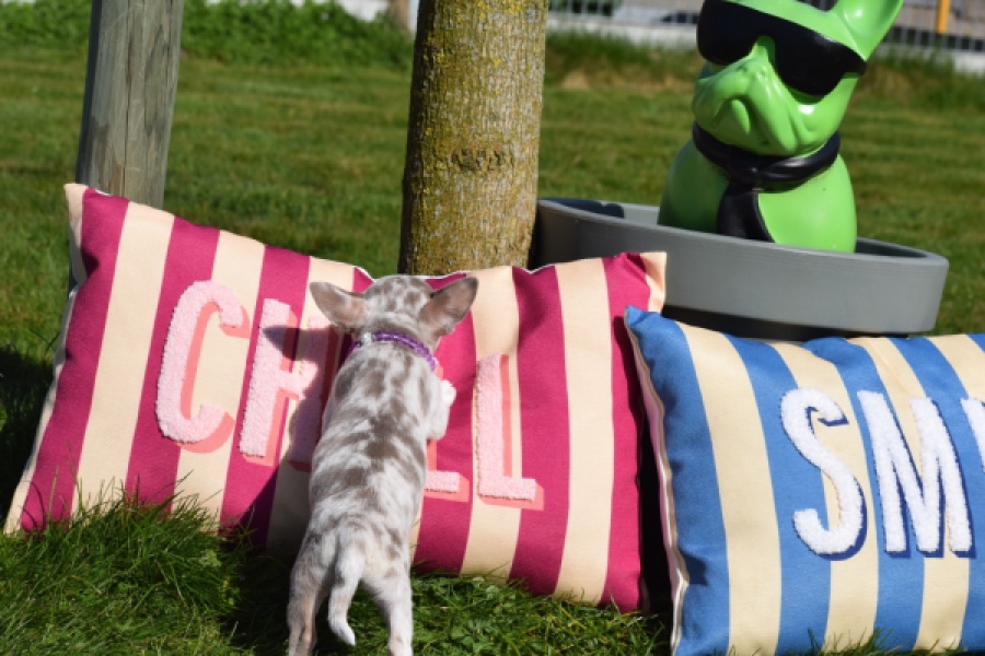 Chihuahua (reu) 68578