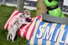 Chihuahua (reu) 68578