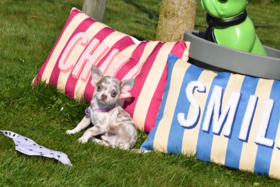 Chihuahua (reu) 68578