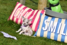 Chihuahua (reu) 68578