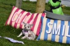 Chihuahua (reu) 68578