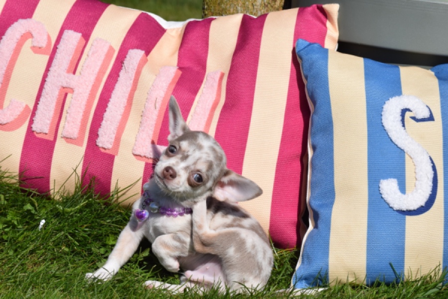 Chihuahua (reu) 68578