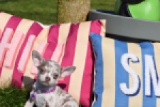 Chihuahua (reu) 68578