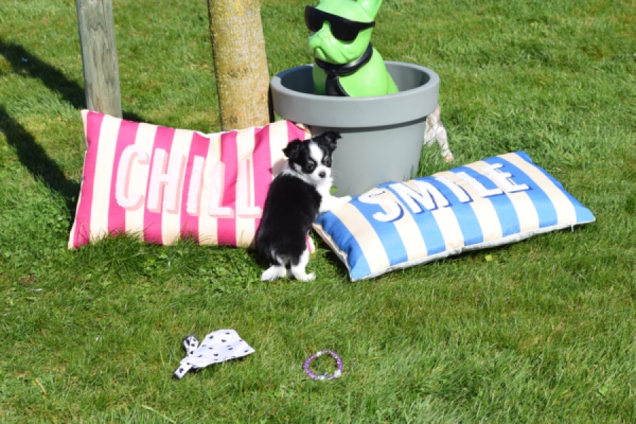 Chihuahua (teef) 00911