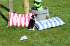 Chihuahua (teef) 00911