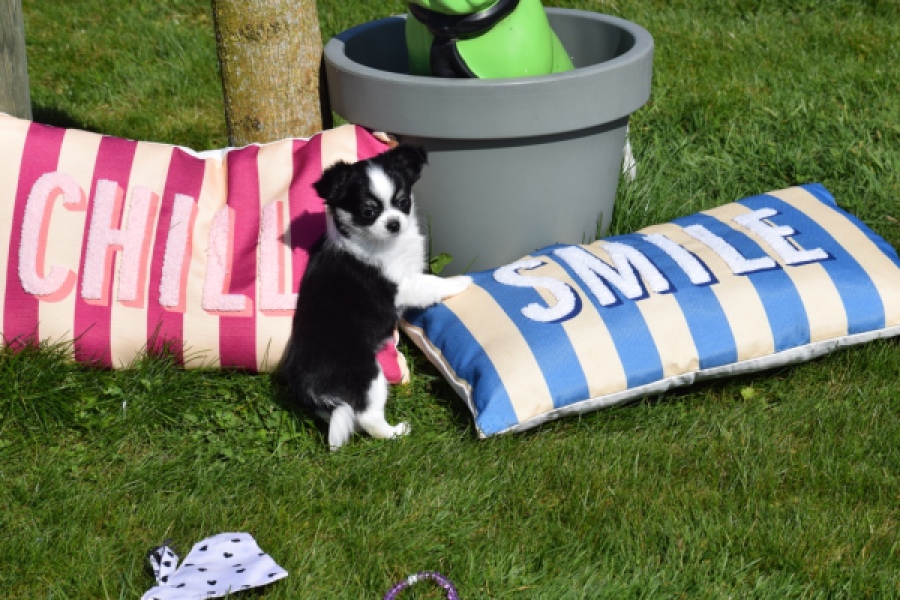 Chihuahua (teef) 00911