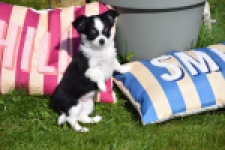 Chihuahua (teef) 00911