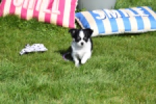 Chihuahua (teef) 00911