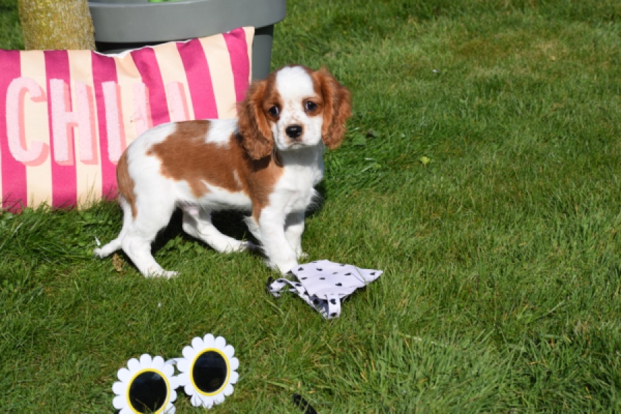 Cavalier King Charles Spaniel (reu) 65312