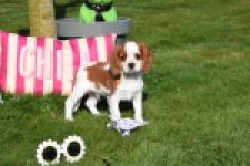 Cavalier King Charles Spaniel (reu) 65312