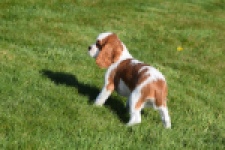Cavalier King Charles Spaniel (reu) 65312