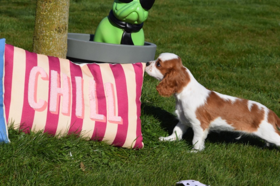 Cavalier King Charles Spaniel (reu) 65312