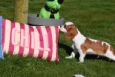 Cavalier King Charles Spaniel (reu) 65312