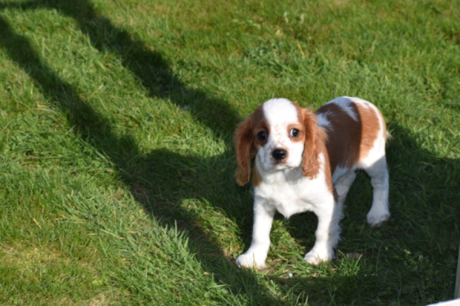 Cavalier King Charles Spaniel (reu) 65312