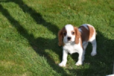 Cavalier King Charles Spaniel (reu) 65312