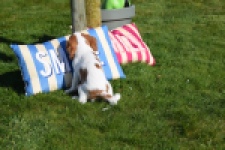 Cavalier King Charles Spaniel (reu) 65317