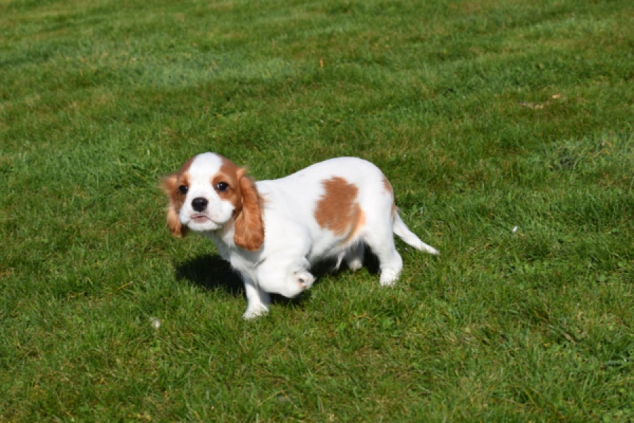 Cavalier King Charles Spaniel (reu) 65317